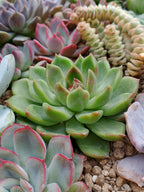Echeveria Green Cristal | maceta 3"
