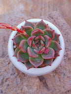 Echeveria Cindy