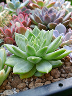 Echeveria Moire | maceta 3"