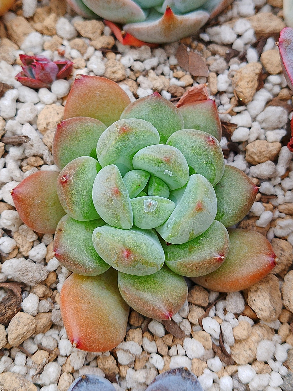Echeveria Maverick A | maceta 3"