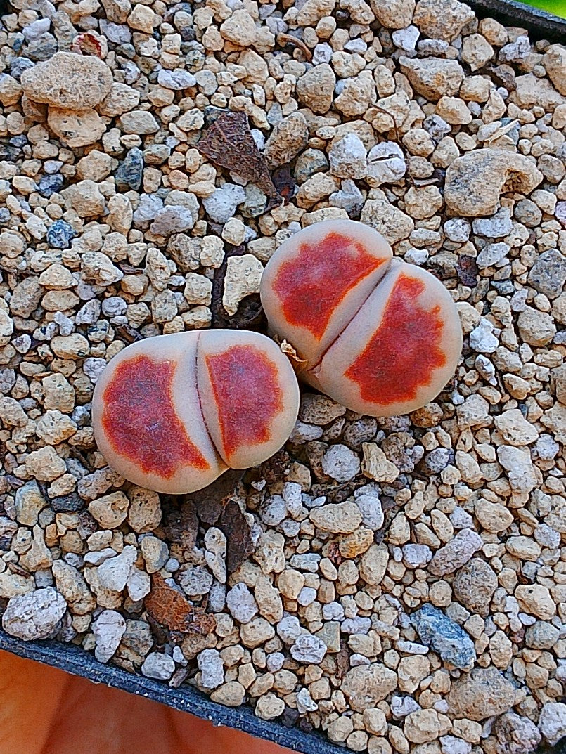 Lithops Karasmontana 'Top red'  | 2 cabezas
