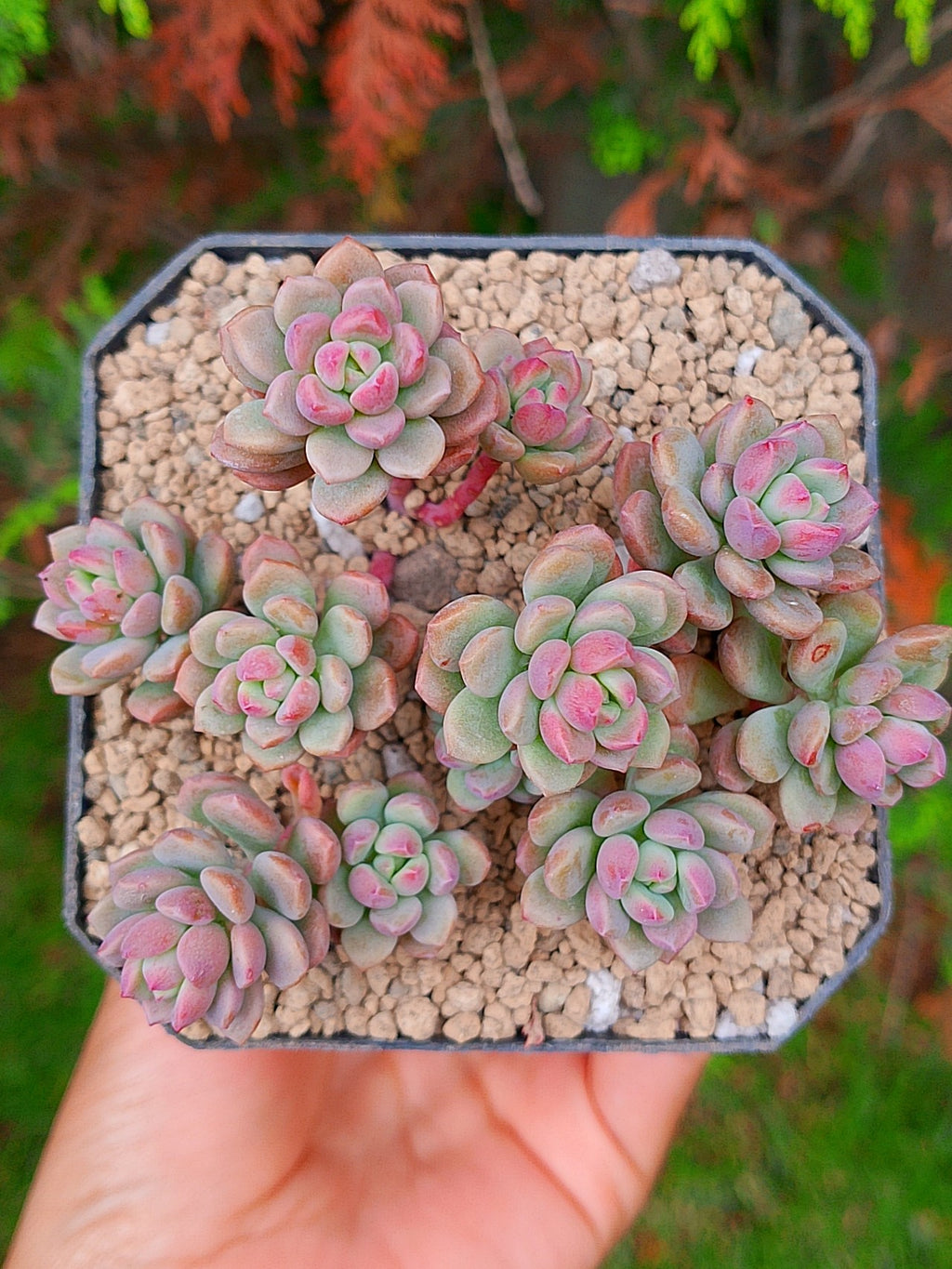 Graptopetalum Cherry Danko | maceta 3.5"