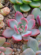 x Graptoveria Milky | Maceta 3"