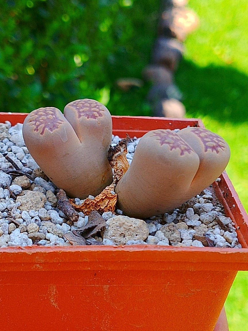 Lithops Hallii  | 2 cabezas