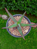 Aloe R. Garay