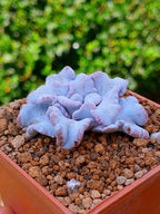 Echeveria Crispate Beauty B | maceta 3"