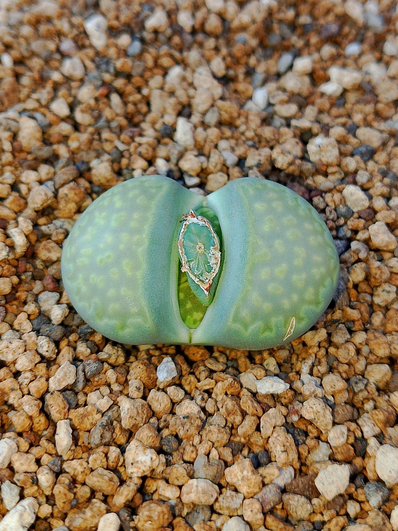 C111A Lithops hallii v. ochracea 'Green Soapstone'