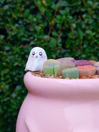 Paquete lithops Mix - Caldero Fantasma