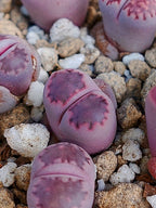 Lithops Salicola 'Satos Violet' 1.5 años