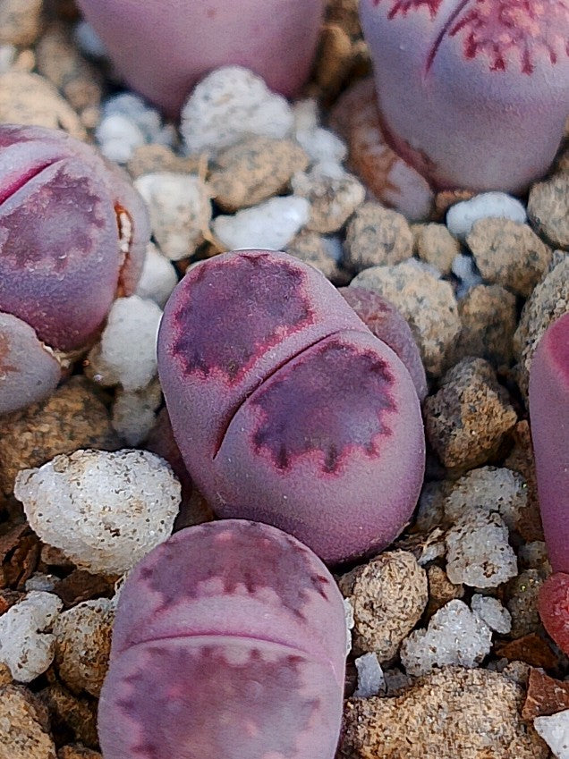 Lithops Salicola 'Satos Violet' 1.5 años