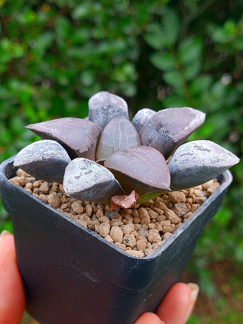 Haworthia RG R | maceta 2"