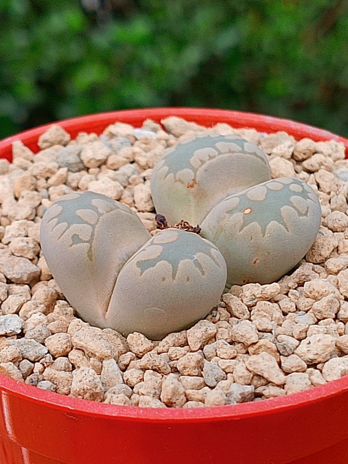 Lithops Otzeniana | 2 cabezas