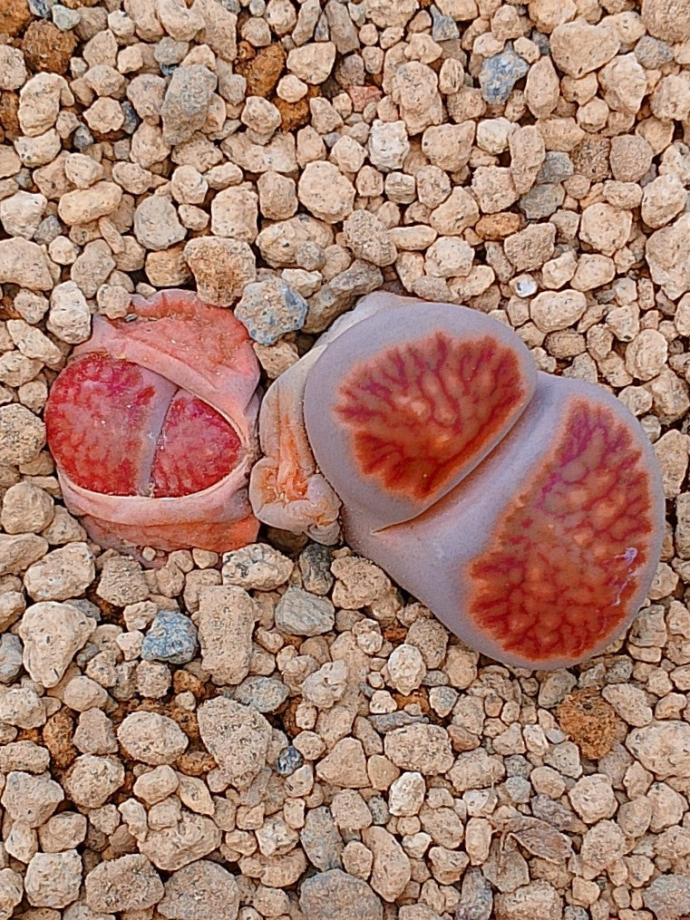 Lithops Kikushogiyoku | 2 cabezas