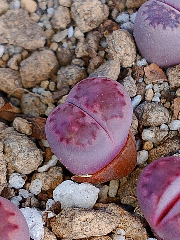 Lithops Salicola 'Satos Violet' 1.5 años
