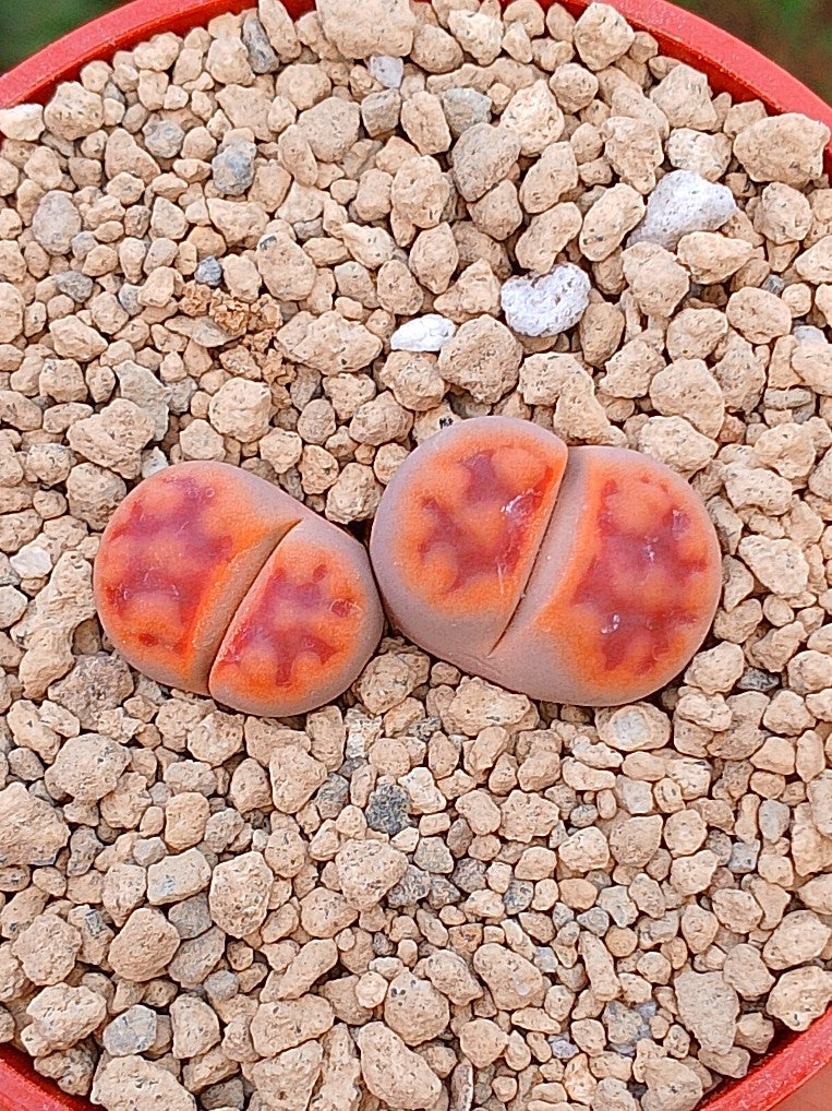 Lithops Karasmontana | 2 cabezas