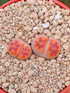 Lithops Karasmontana | 2 cabezas