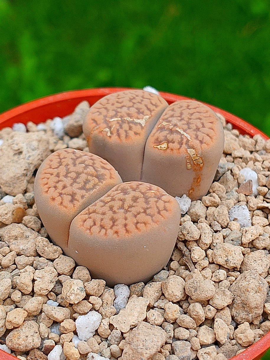 Lithops Hookeri | 2 cabezas