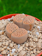 Lithops Hookeri | 2 cabezas