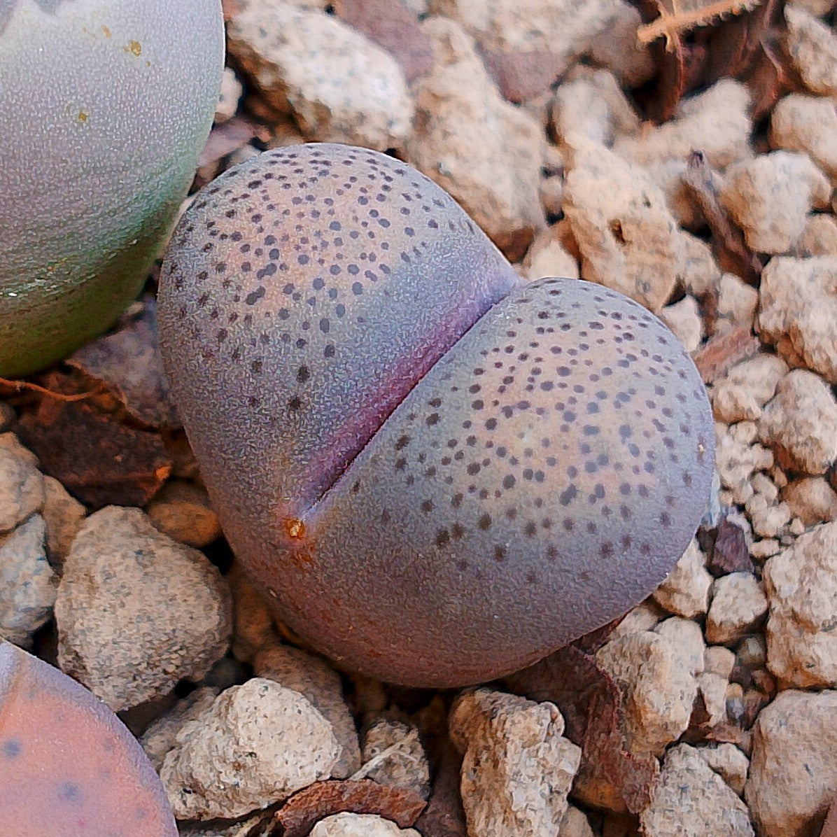 C346 	Lithops terricolor