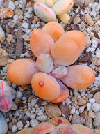 Pachyphytum beaver Tail | maceta de 2.5"
