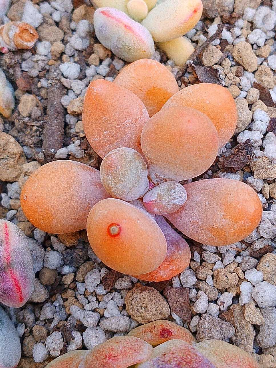 Pachyphytum beaver Tail | maceta de 2.5"