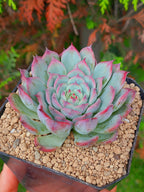Echeveria Marcel | maceta 3.5"