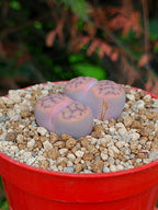 Lithops Schwantesii | 2 cabezas