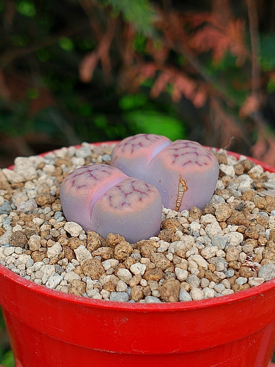 Lithops Schwantesii | 2 cabezas