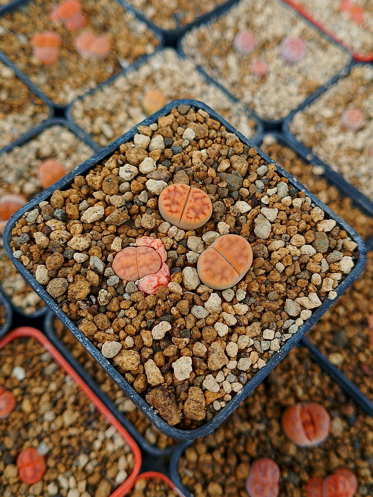 Paquete lithops Mix E | 1 año de edad