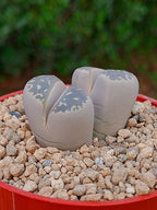 Lithops Olivacea | 2 cabezas