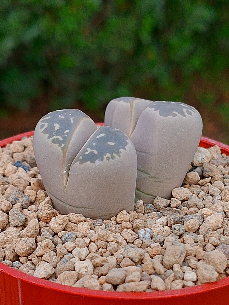 Lithops Olivacea | 2 cabezas