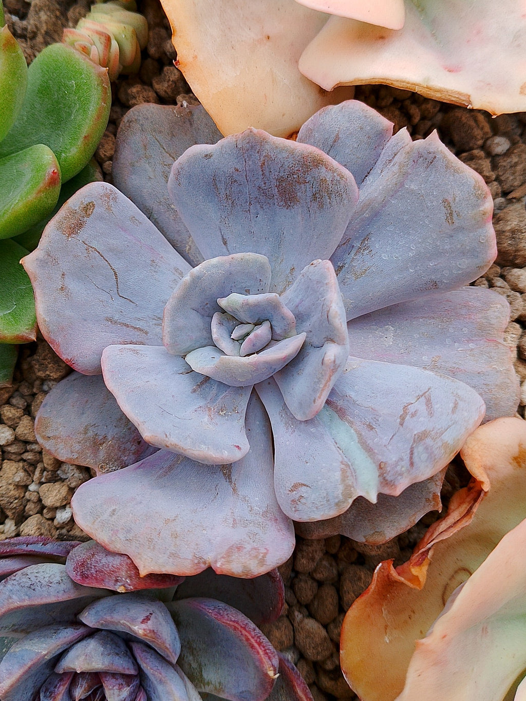 Echeveria Marble | maceta 3"