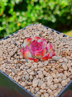 Echeveria Marcel mini | maceta 2"