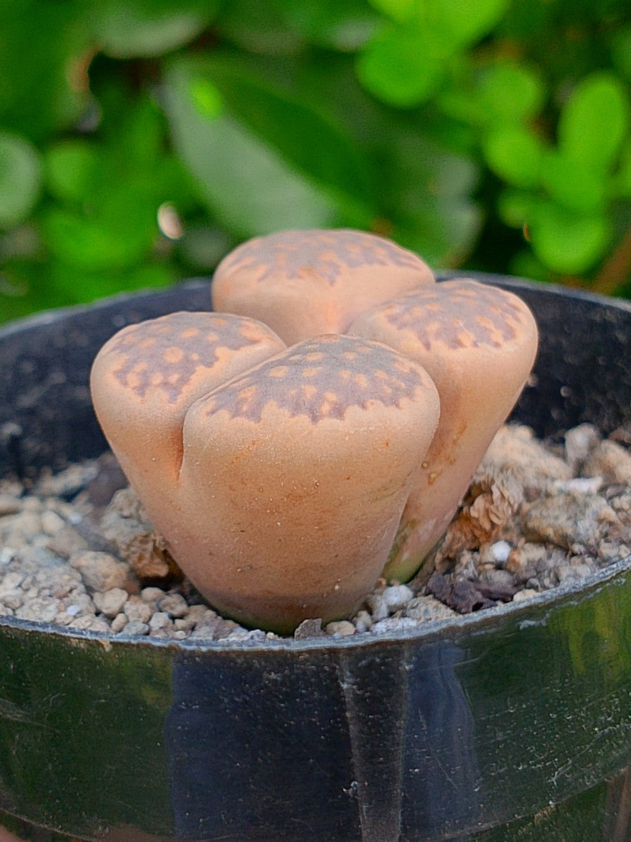 Lithops Hallii - 2 cabezas