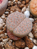 C222 	Lithops fulviceps v. lactinea