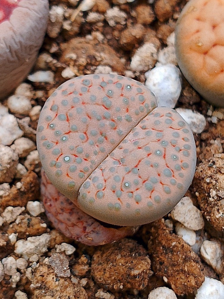 C222 	Lithops fulviceps v. lactinea