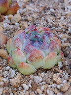 Echeveria Suji