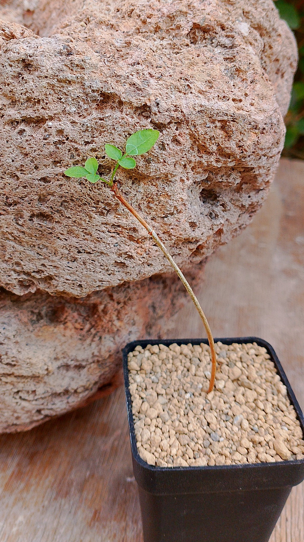 Bursera fagaroides