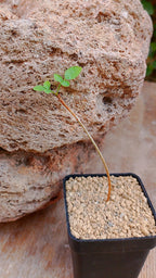 Bursera fagaroides