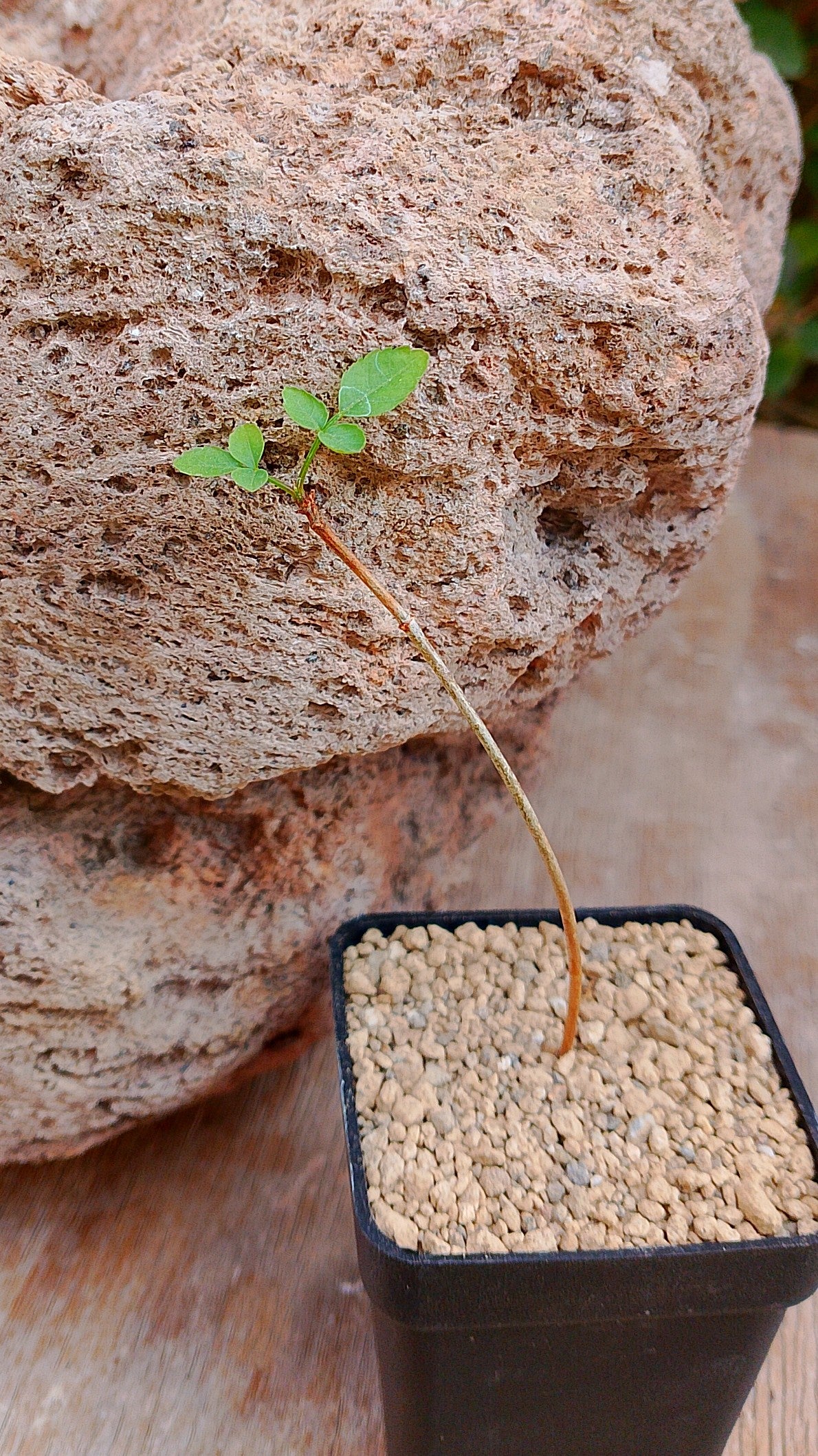 Bursera fagaroides