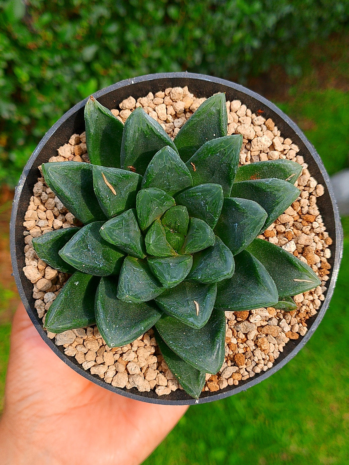 Haworthia RG S | maceta 4"