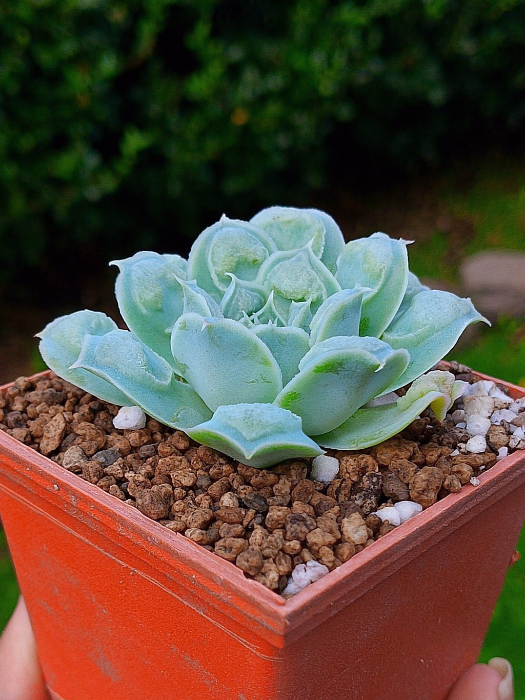 Echeveria Hearts choise | maceta 3"