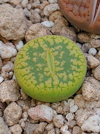 C395 	Lithops aucampiae ssp. aucampiae v. aucampiae 'Jackson’s Jade'