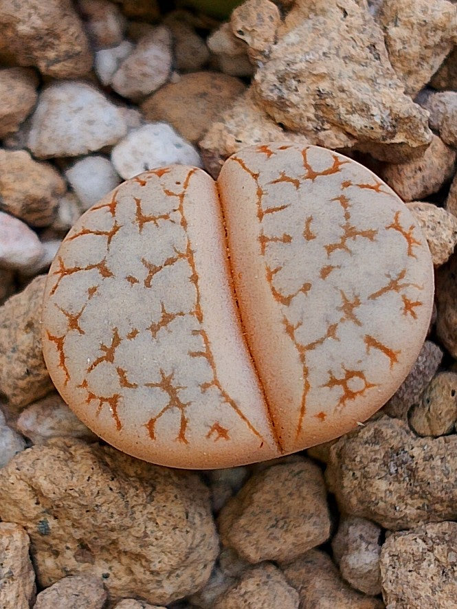 C189 	Lithops gracilidelineata ssp. gracilidelineata v. waldroniae