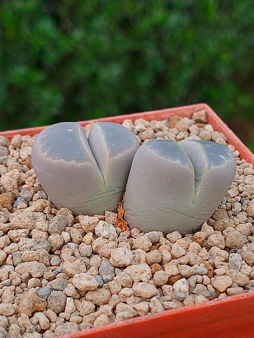 Lithops Olivacea | 2 cabezas