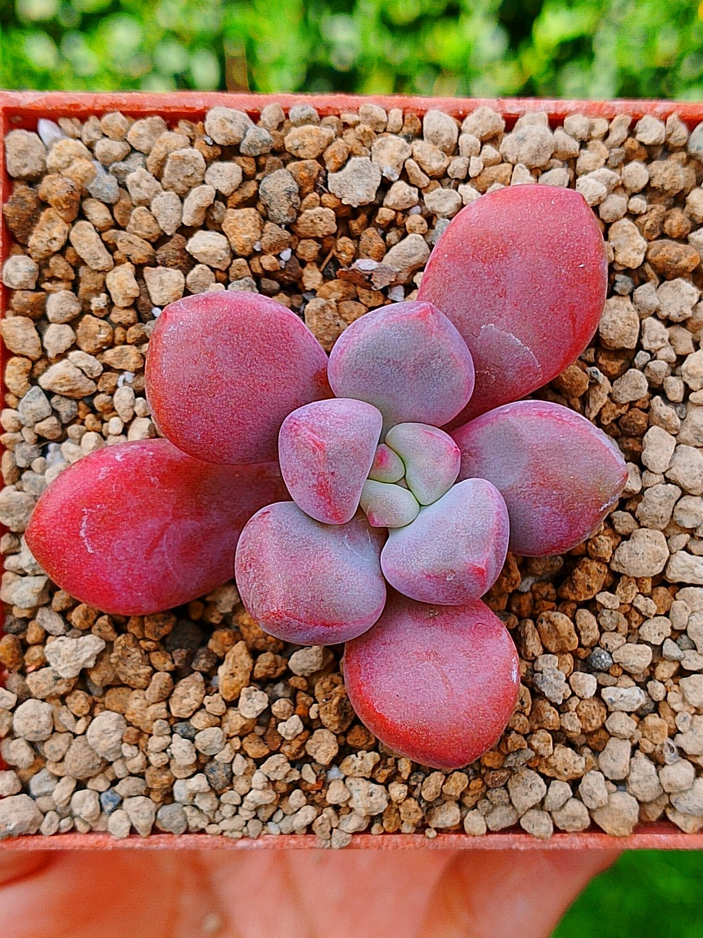 Echeveria Polarie heart B | maceta 3"