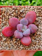 Echeveria Polarie heart B | maceta 3"