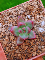 Pachyphytum Tivoli | maceta 2"