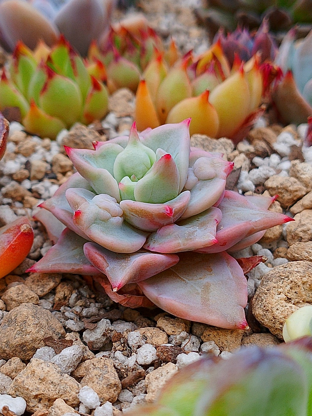 Echeveria Mebina bumps mini | maceta 3"