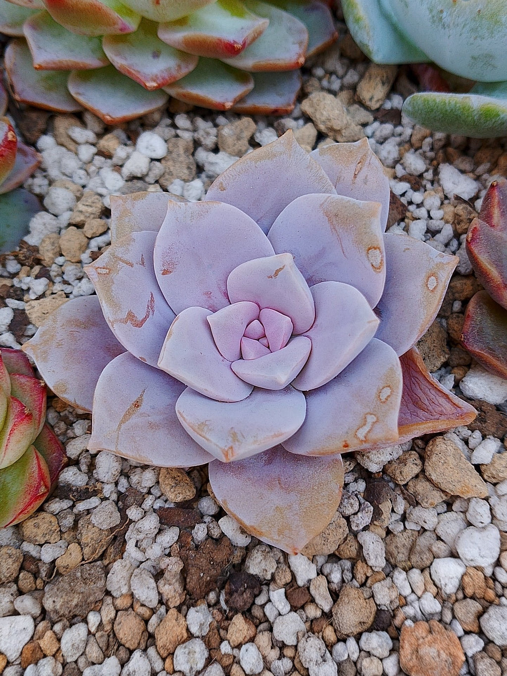 Echeveria Quetzalcoatlia superba